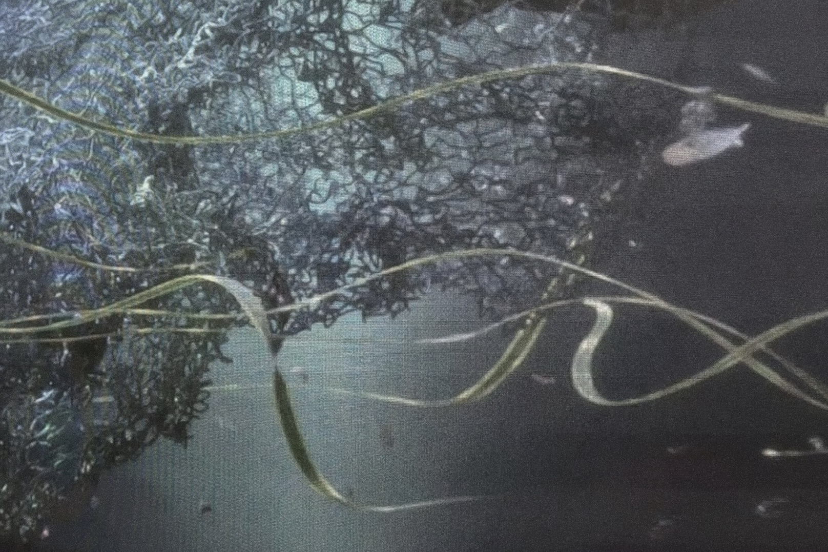 Abstract underwater scene from the French Pavilion at the Venice Biennale, showing organic mesh-like forms and floating strands, suggesting movement and immersion.